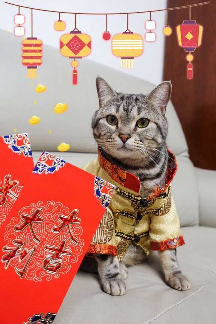 为什么猫打呼噜让人舒服人打呼噜就让人烦 知乎 为什么猫打呼噜让人舒服人打呼噜就让人烦 知乎