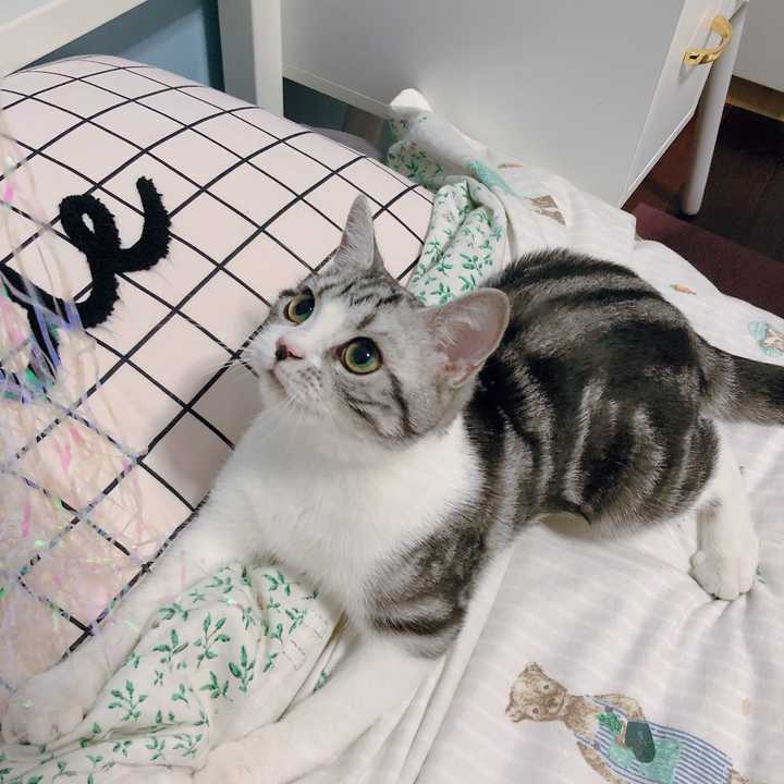 养猫要做好什么准备 包括哪些心理准备 知乎 养猫要做好什么准备 包括哪些心理准备 知乎