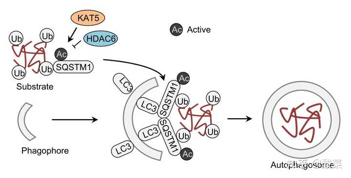 细胞自噬的发生过程是怎样的？ - 知乎
