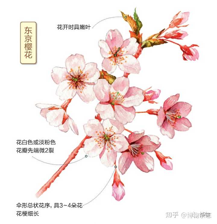 如何区别桃花 杏花 李花 樱花 梨花和梅花 知乎