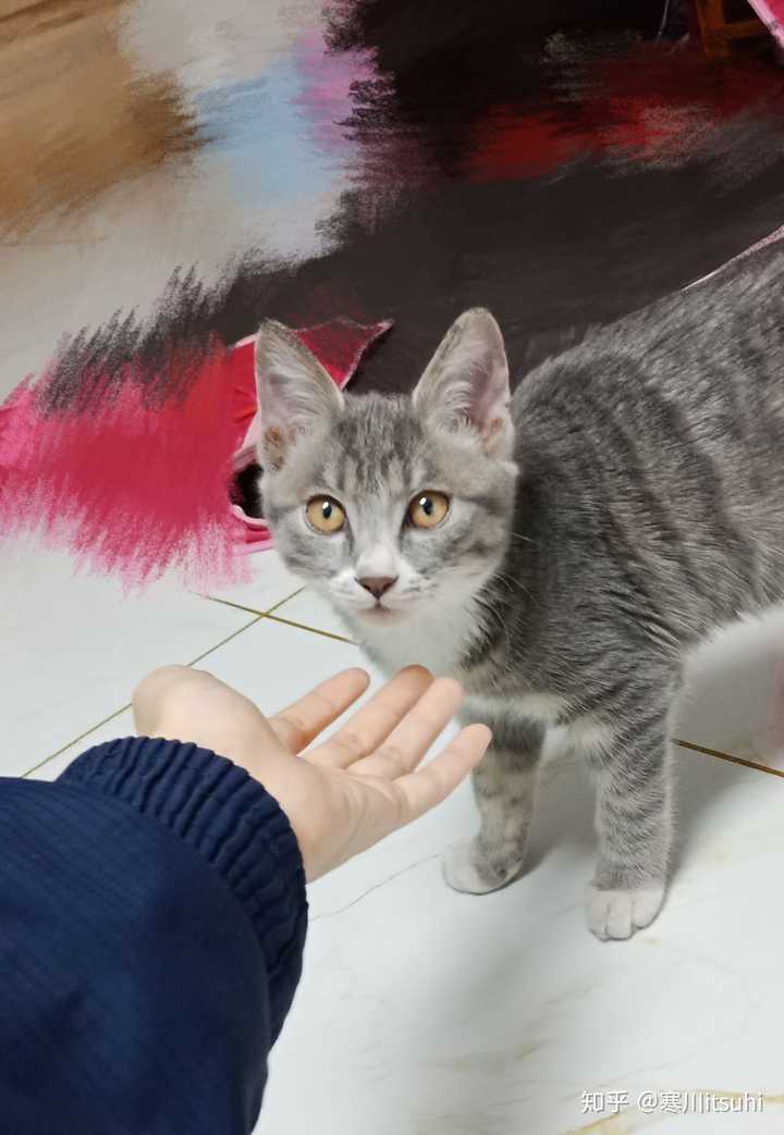 灰色狸花猫罕见吗 知乎