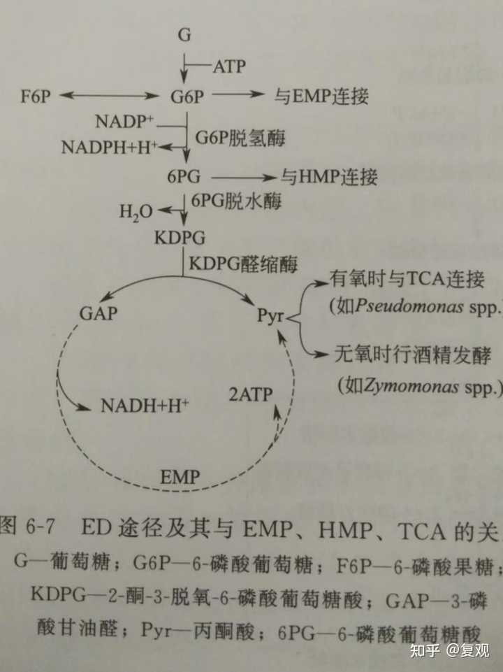 微生物的四种糖酵解途径中,哪个是存在于大多数微生物体内的一条主流代谢途径? - 知乎