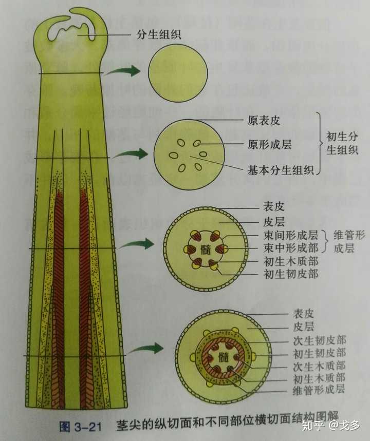 植物分生区分布在哪,只分布在根尖吗? - 知乎