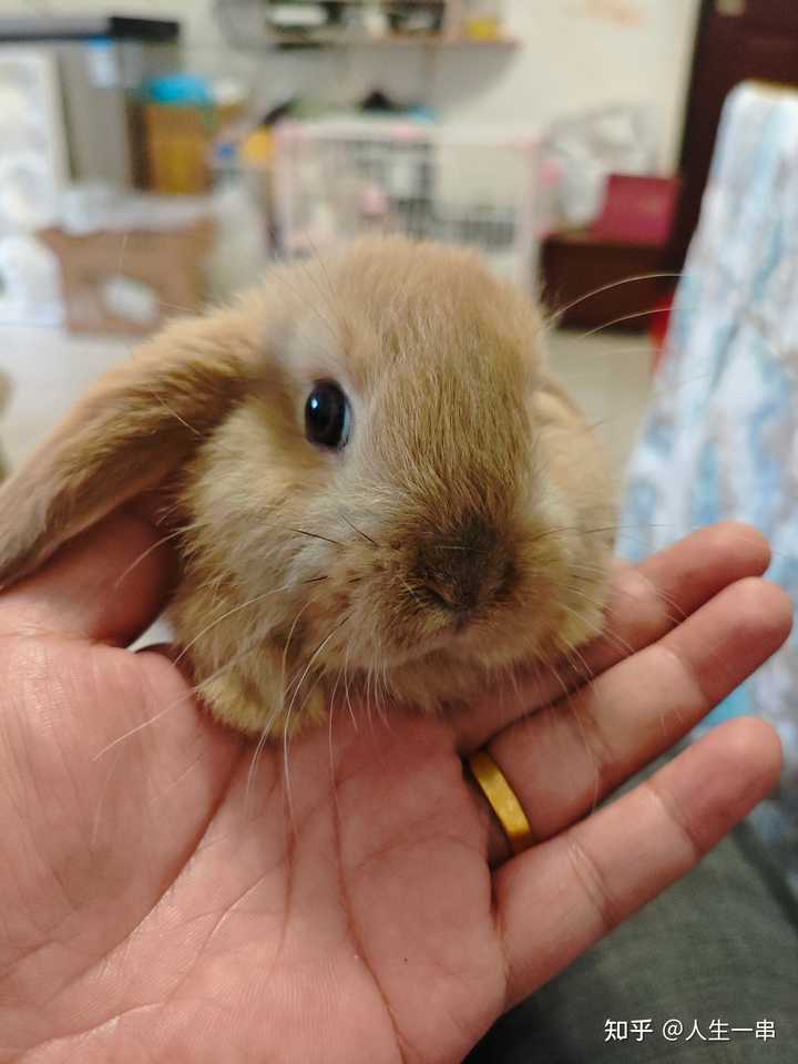 怎样才能把兔子养好呢? - 知乎