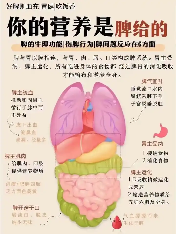 脾虚到底是什么东西? - 知乎