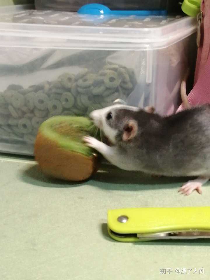 家里养花枝鼠是怎样的体验 知乎