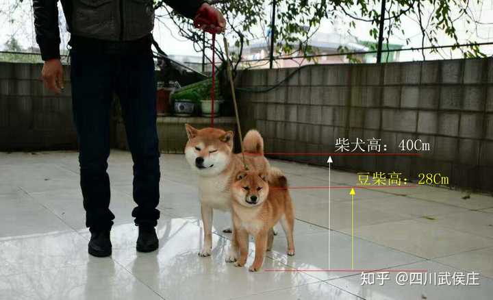 养豆柴和养柴犬有什么区别呢 知乎