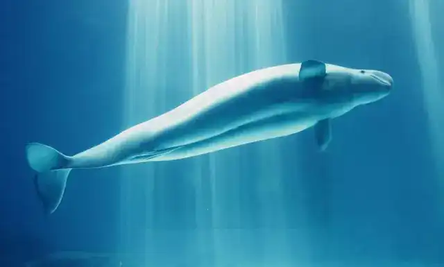 在泳池里适合玩什么游戏 知乎