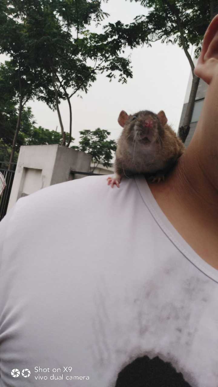 花枝鼠和老鼠的区别是啥 知乎