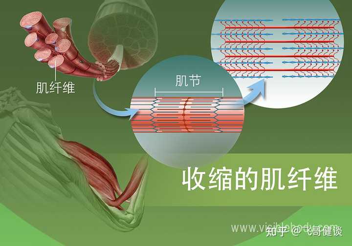 运动神经元是如何控制肌肉运动的? - 知乎