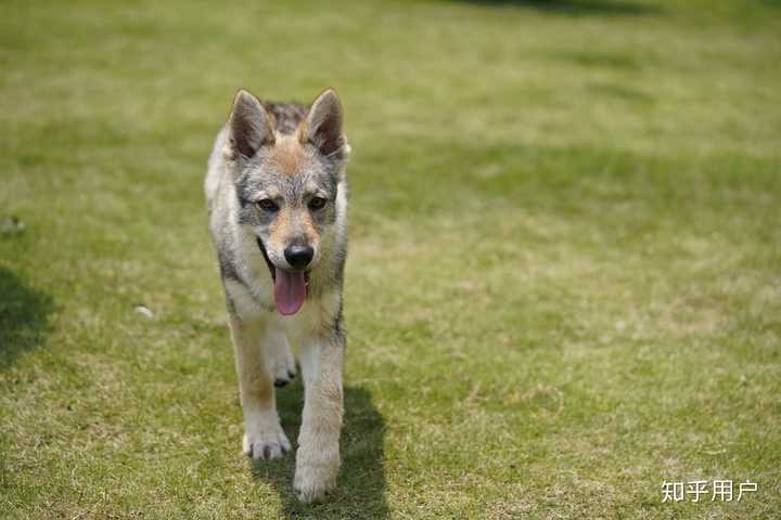 养捷克狼犬是怎样一种体验? - 知乎