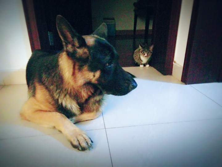 德牧和金毛养哪个好 知乎