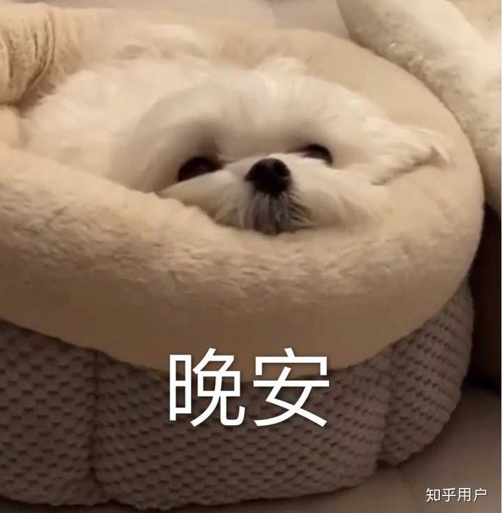 有没有什么早安晚安的表情包? - 知乎