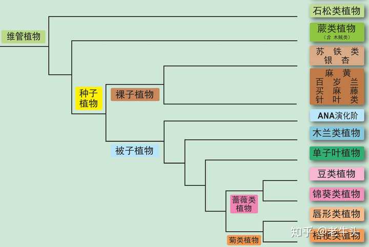 植物是怎么分类的 知乎 植物是怎么分类的 知乎