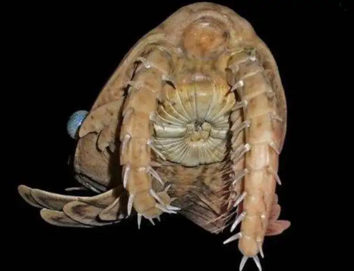 是否地球大多数动物的嘴是上下开合的 为什么鲜有左右开合 知乎