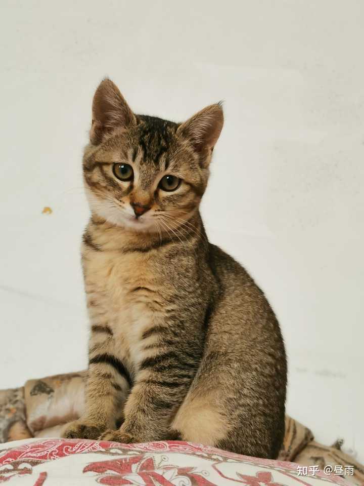 养雀猫(麻猫)是一种怎样的体验? - 知乎