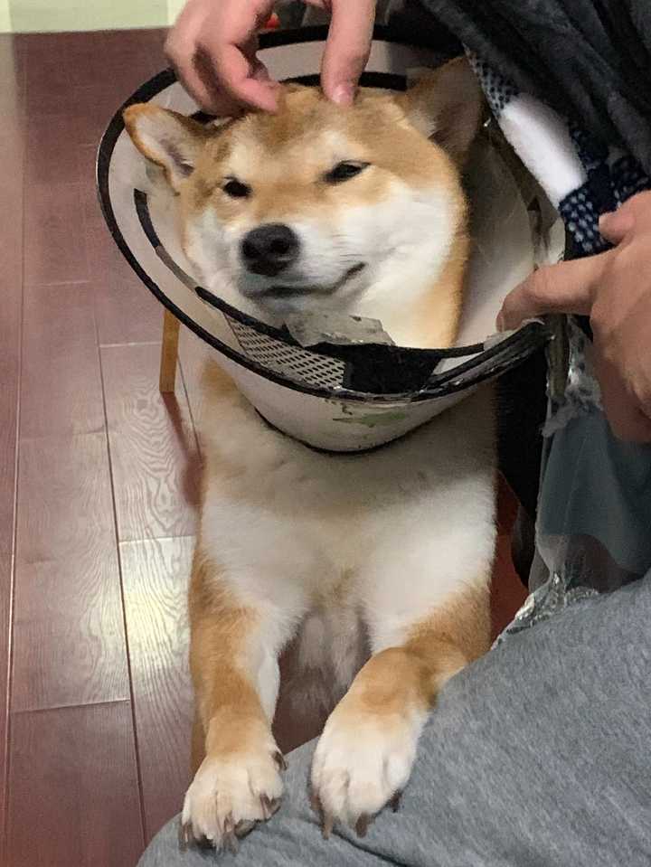 一岁的柴犬还是长得像狐狸 是不是被骗了 知乎