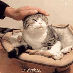 猫咪就会舒服的弓起身子来配合,一定要从头部向下顺毛慢慢抚摸,然后抬