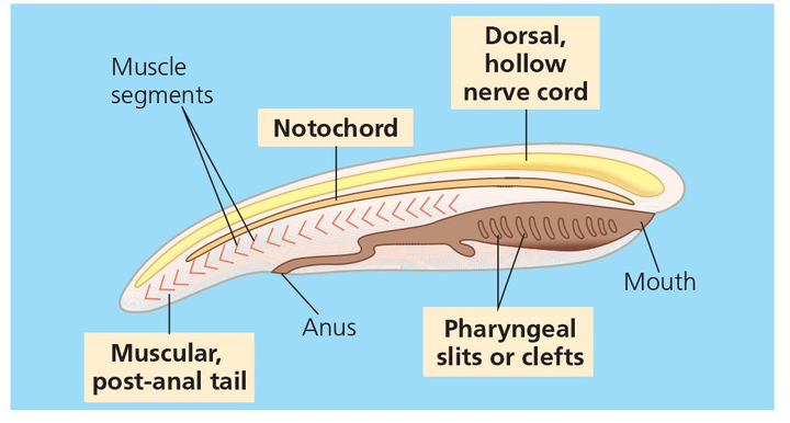 脊索动物的四个特征 来源 campbell biology首先就是脊索（notochord）：有支持