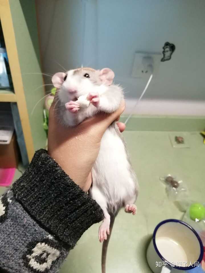 家里养花枝鼠是怎样的体验 绿了人间的回答 知乎