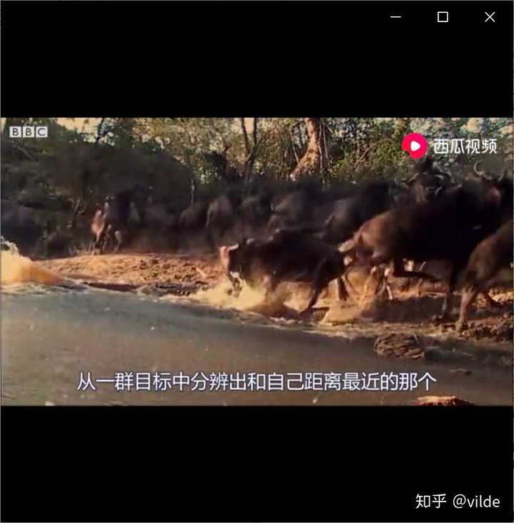 羊的瞳孔为什么是长方形的 知乎 羊的瞳孔为什么是长方形的 知乎