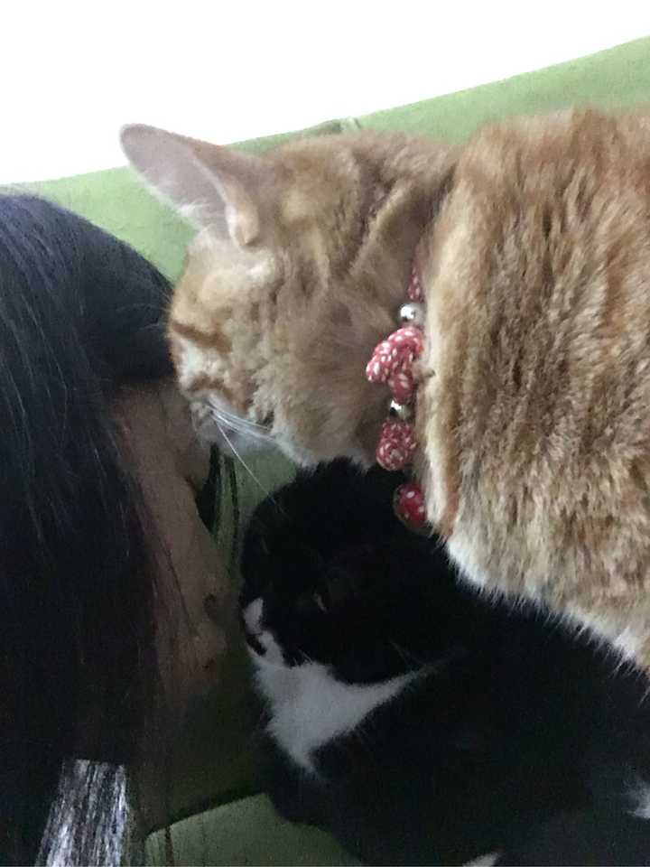 如何能够听懂猫咪的感受，例如，猫咪舔手是否是开心喜欢抚摸它？