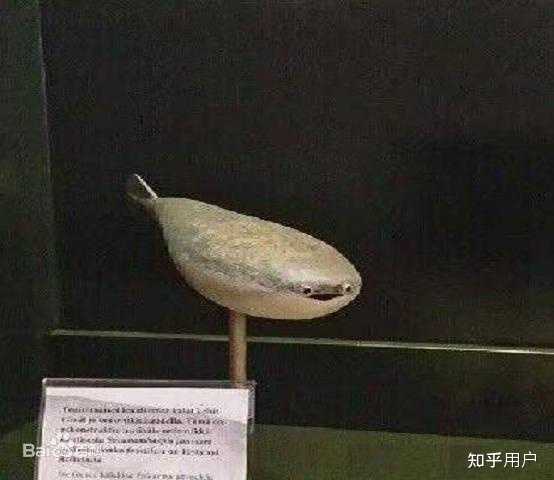 好奇问问这个表情包上的鱼是什么? - 知乎