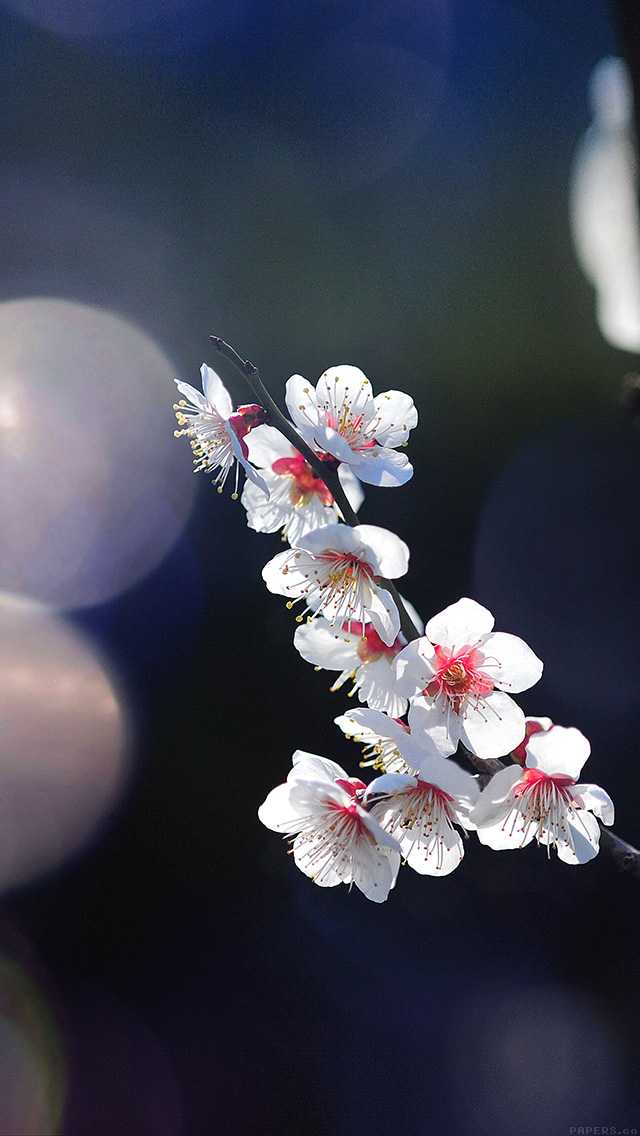 适合春天的好看的手机壁纸有哪些 知乎 适合春天的好看的手机壁纸有哪些 知乎