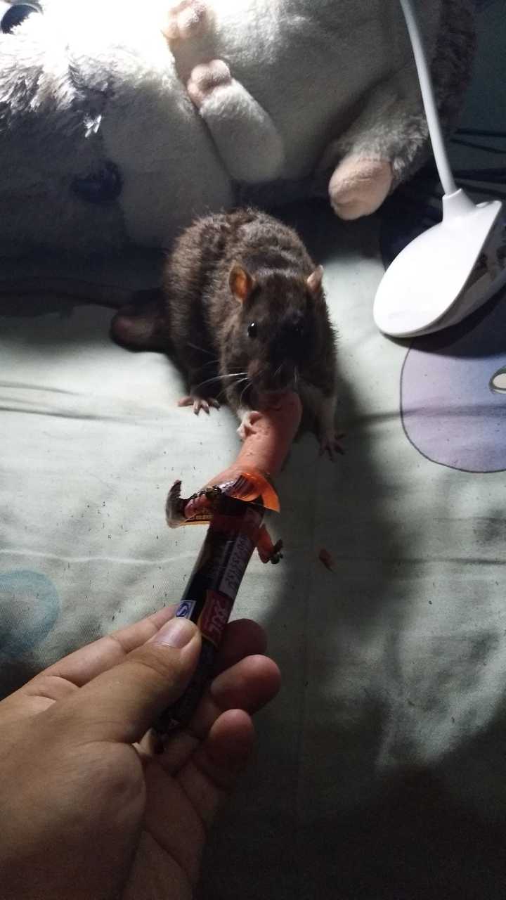 花枝鼠和老鼠的区别是啥 知乎