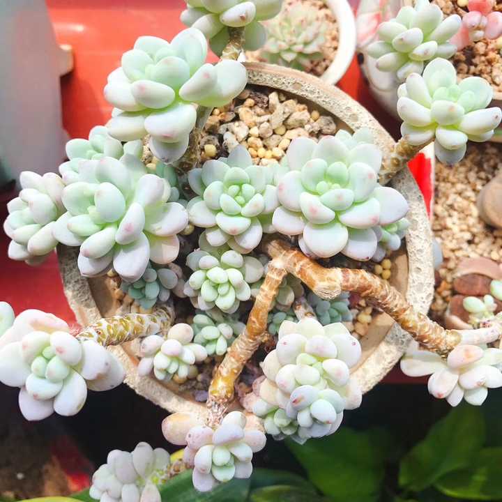 多肉植物在屋里阳光不足 可不可以用镜子反射太阳光 给多肉补充光 知乎 多肉植物在屋里阳光不足 可不可以用镜子反射太阳光 给多肉补充光 知乎