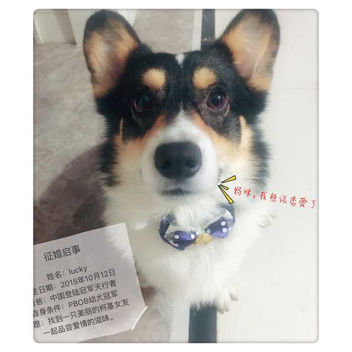 养一只柯基是怎样的体验 知乎