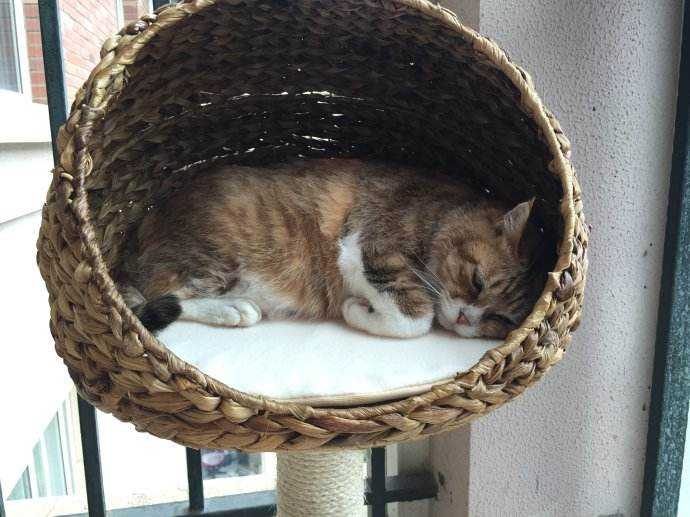如何选购合适的、或者猫咪喜欢的猫窝? - 知乎