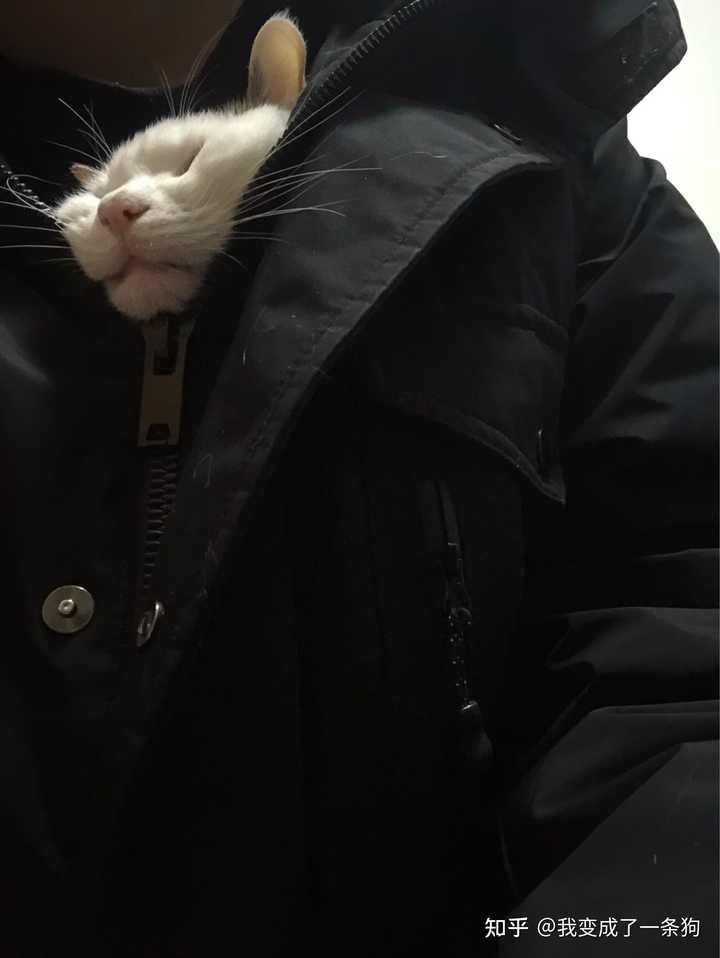 土猫可以当成宠物猫养吗 知乎