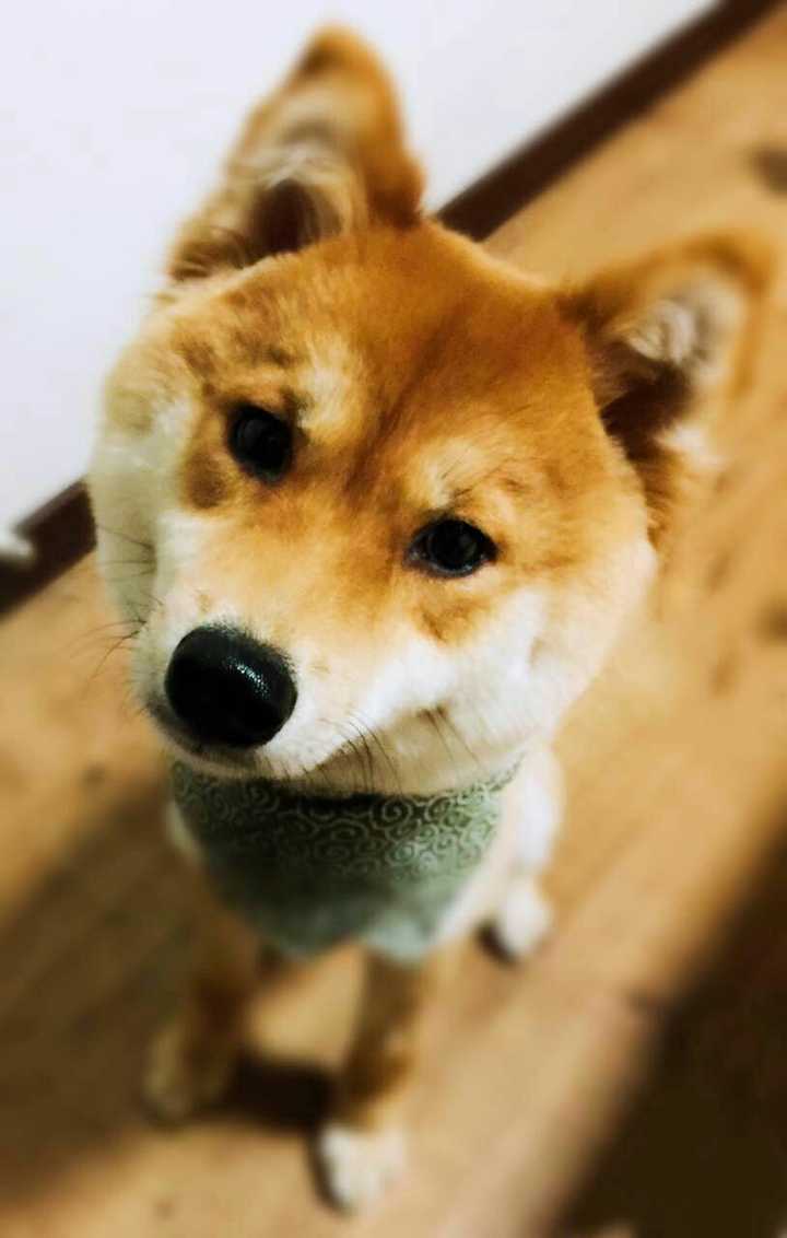 柴犬的市场价格是否混乱 知乎 柴犬的市场价格是否混乱 知乎