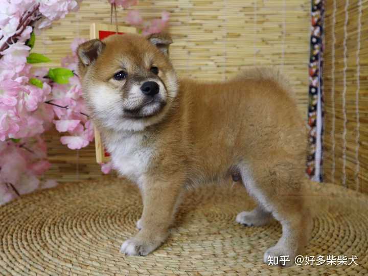 为啥我家柴犬没有豆豆眉 纯吗 知乎 为啥我家柴犬没有豆豆眉 纯吗 知乎