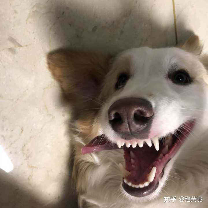 边境牧羊犬会很凶嘛 知乎