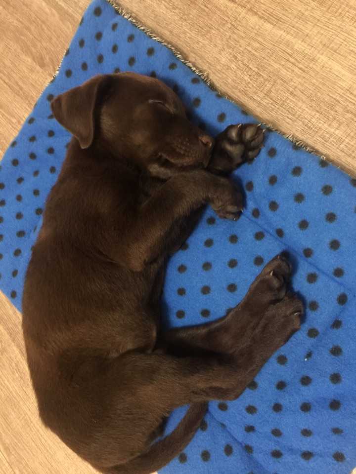 一个人住如何养狗 知乎