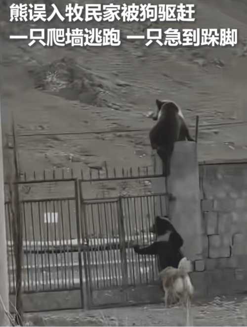 动图封面