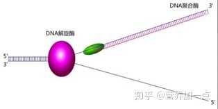 端粒是如何在细胞分裂中缩短的？ - 知乎