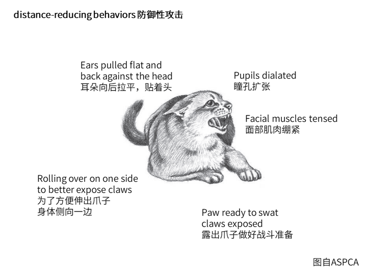 猫有哪些比较常见的肢体语言 知乎 猫有哪些比较常见的肢体语言 知乎