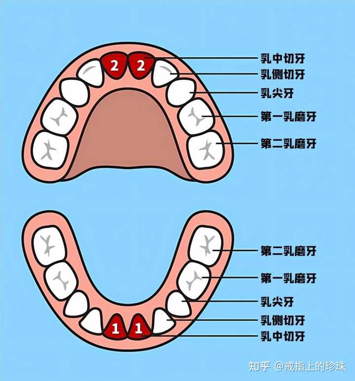 宝宝出牙的顺序是什么?有哪些注意事项? - 知乎