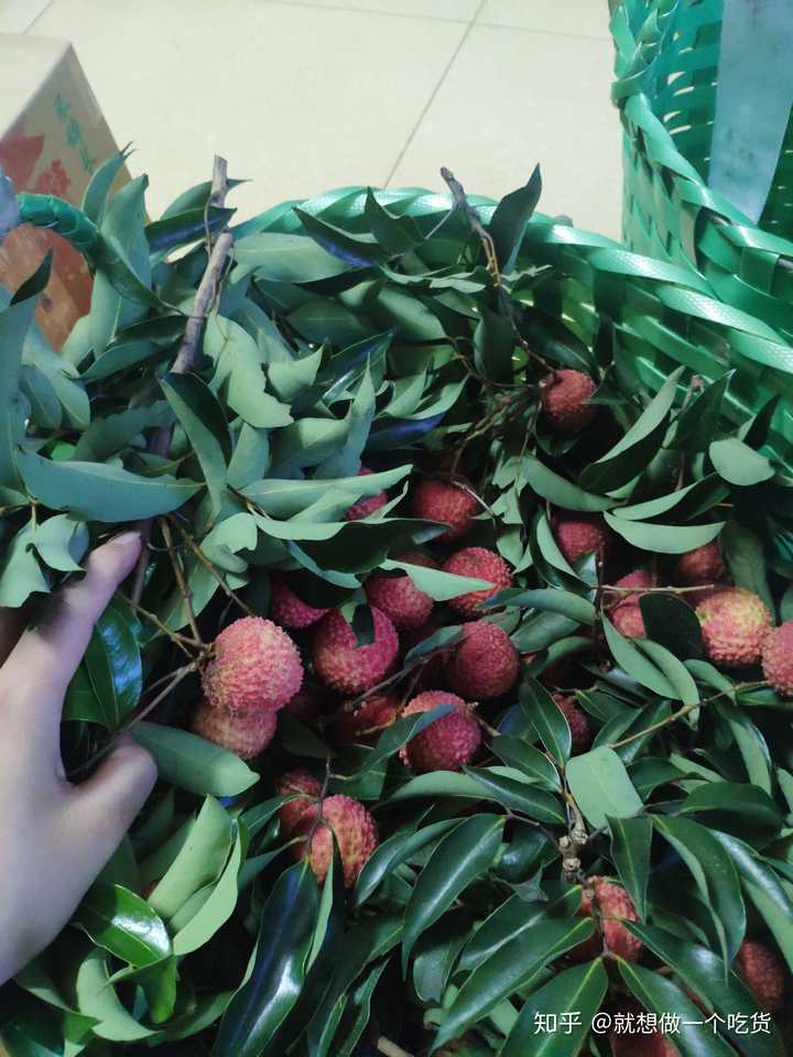 桂圆,荔枝,龙眼有区别吗? - 知乎