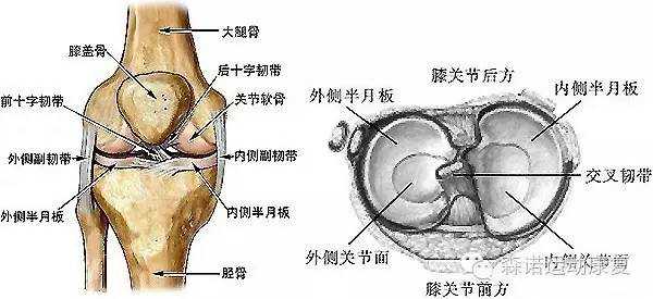 半月板损伤怎么治疗 恢复 知乎