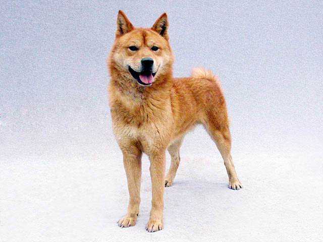 为什么中华田园犬和日本柴犬在各自国家的待遇差别这么大 在贵州的回答 知乎