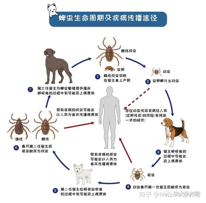 狗狗身上有蜱虫 怎么处理 知乎