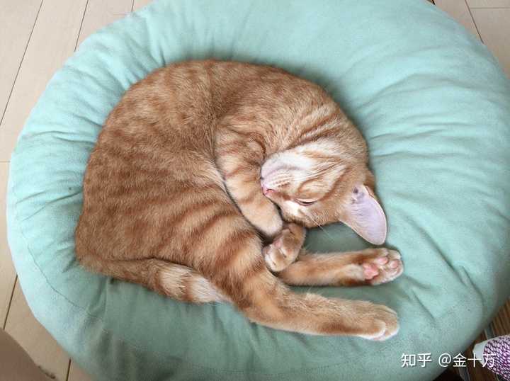 猫得了猫藓,在最开始秃的地方有点长毛了,但是一直在往边缘呈扩大化秃毛,怎么办? - 知乎