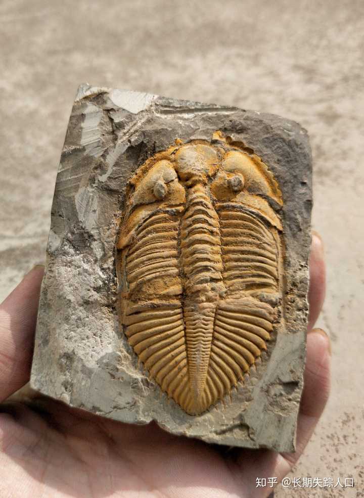 淘宝上三块钱买的三叶虫化石是真的吗 知乎 淘宝上三块钱买的三叶虫化石是真的吗 知乎