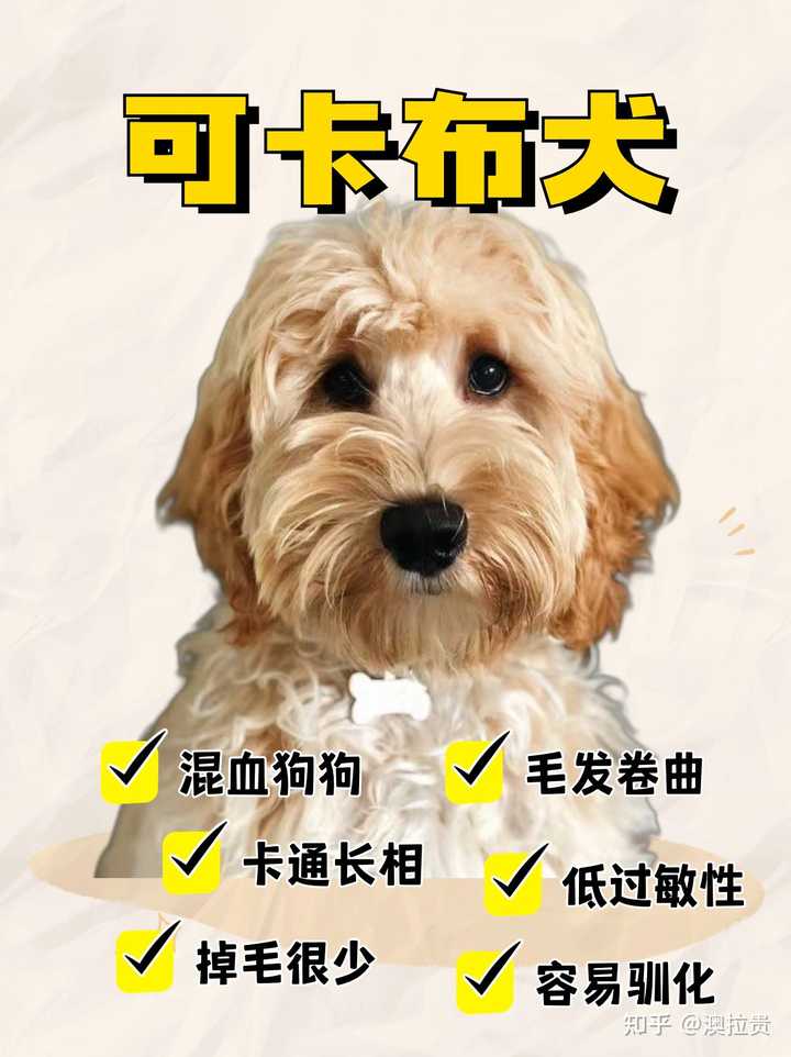 可卡布犬小时候长什么样。? - 知乎