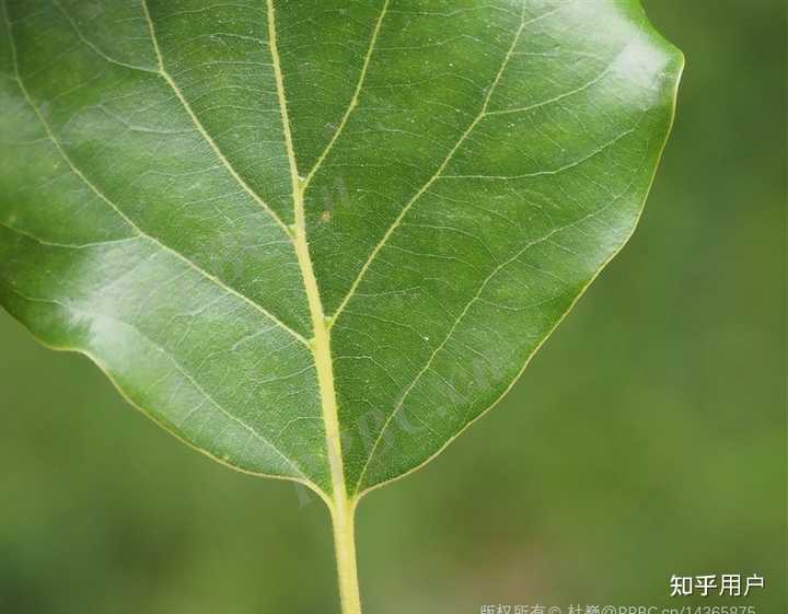 植物大佬们，我突然发现樟（香樟）和油樟好难区分，有谁可以告诉我？ - 知乎