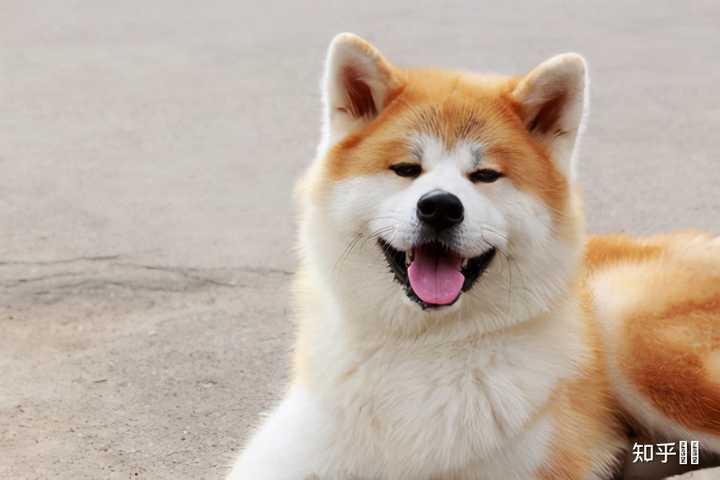 「烈性犬」有哪些种类，有什么特点？ - 知乎